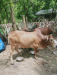 সুন্দর দেশি গরু